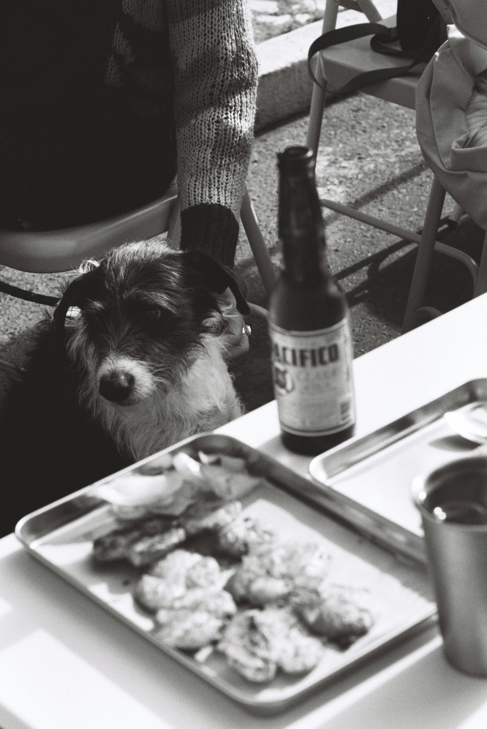 4 Ways to Teach Your Dog to Get a Beer