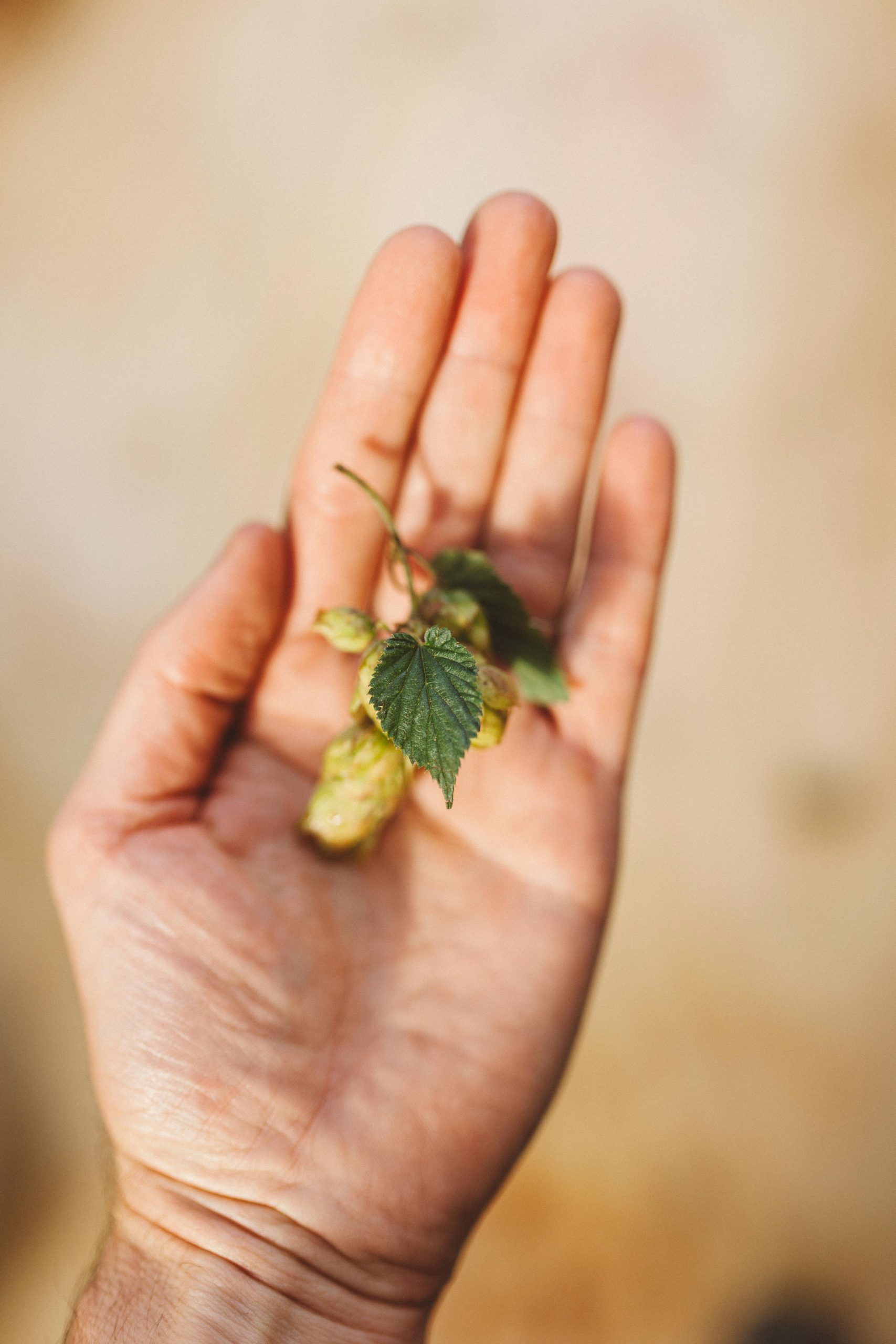 Maine breweries make 115% more beer in July than in February; the national average is 16%