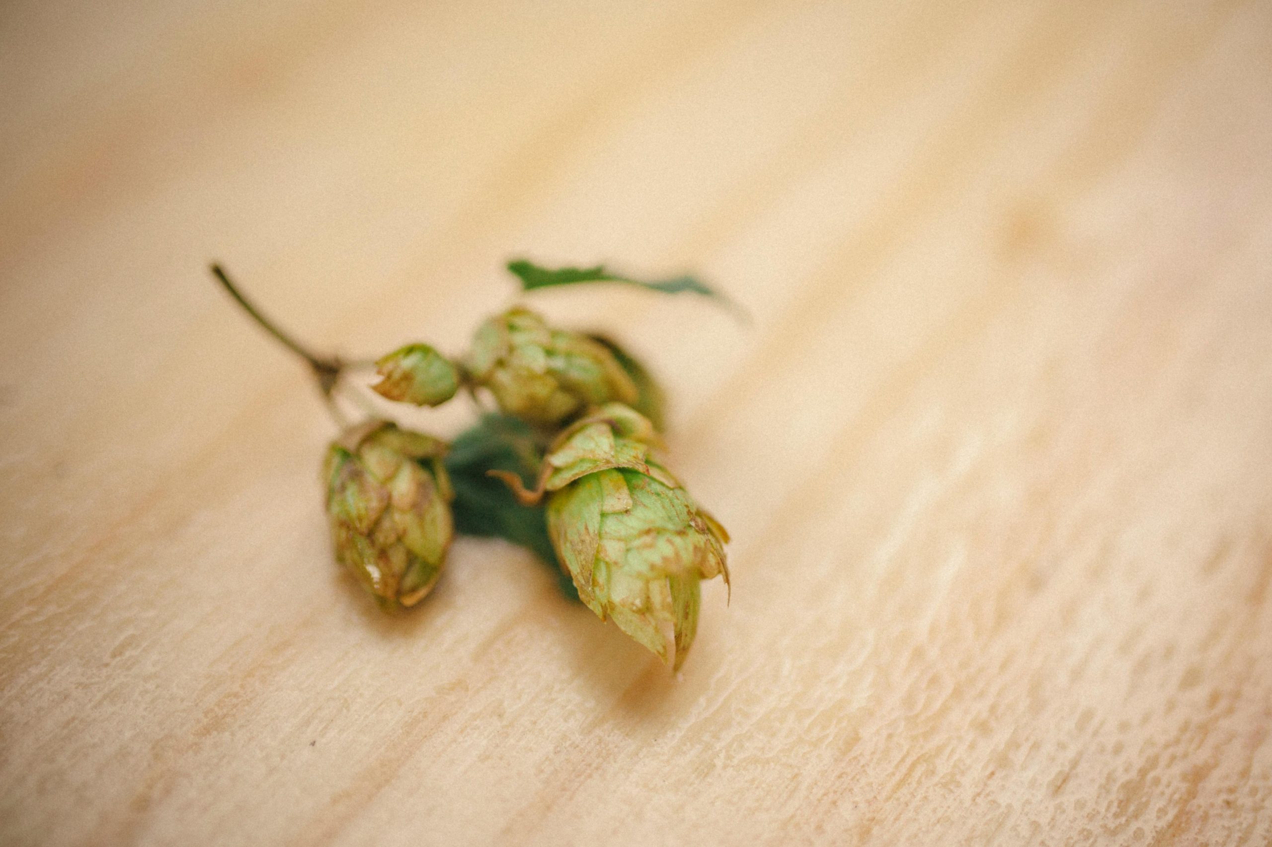4 Awesome TED Talks about Craft Beer