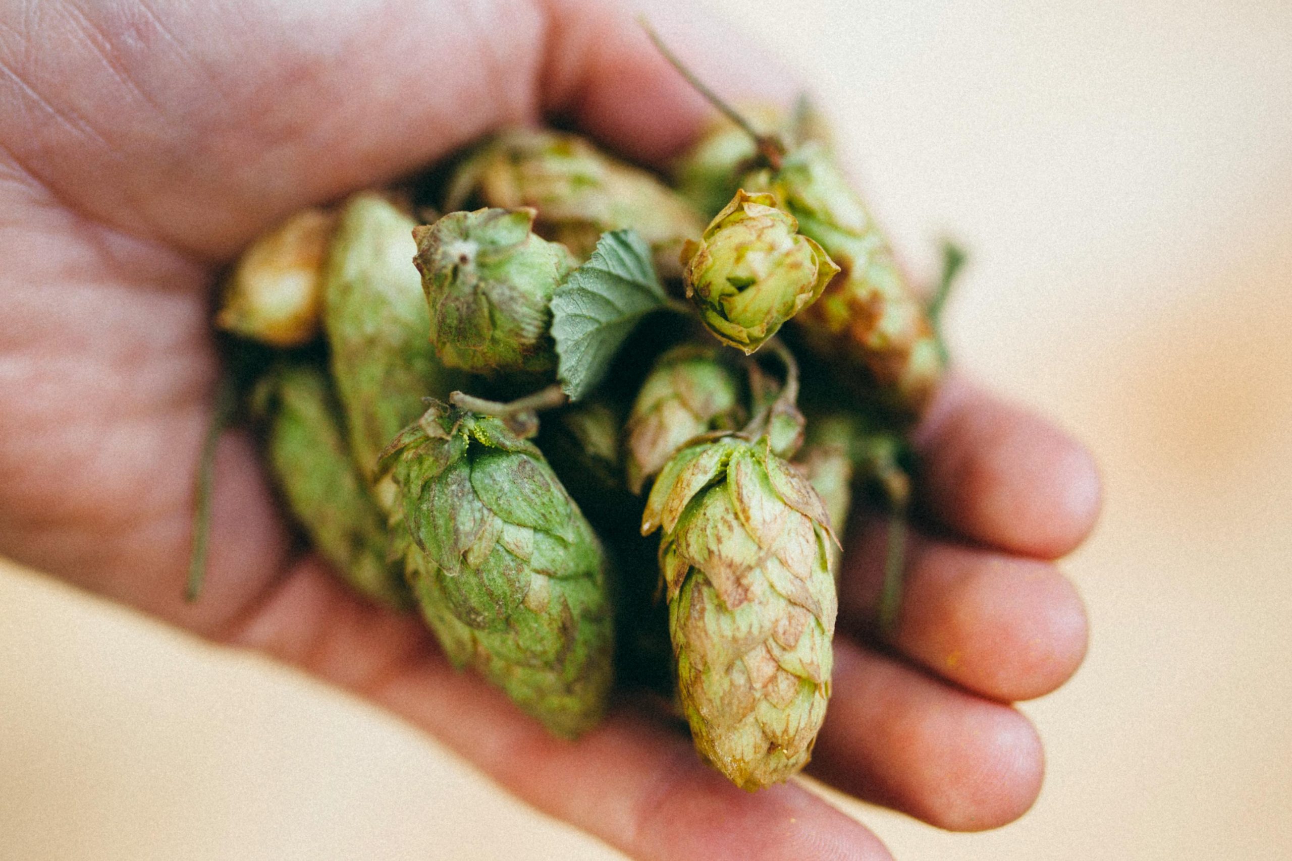Jason Buehler, head brewer of Denver Beer Co., dies after climbing accident