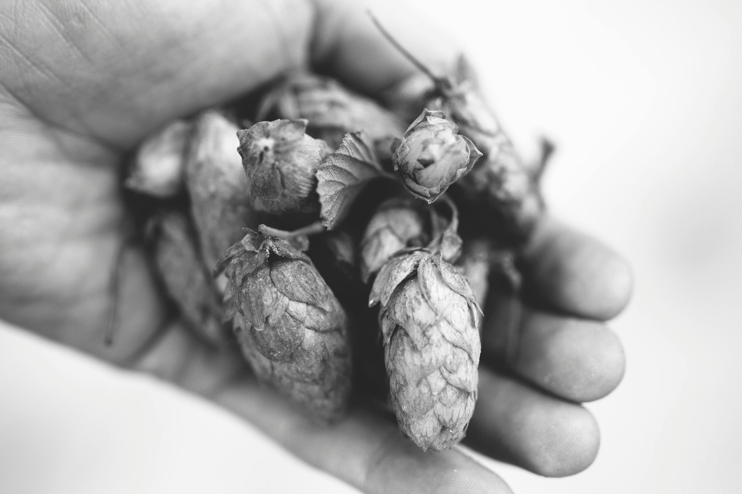 Left Hand Brewing seeks $6 million in damages for Milk Stout Nitro fouled by wild yeast