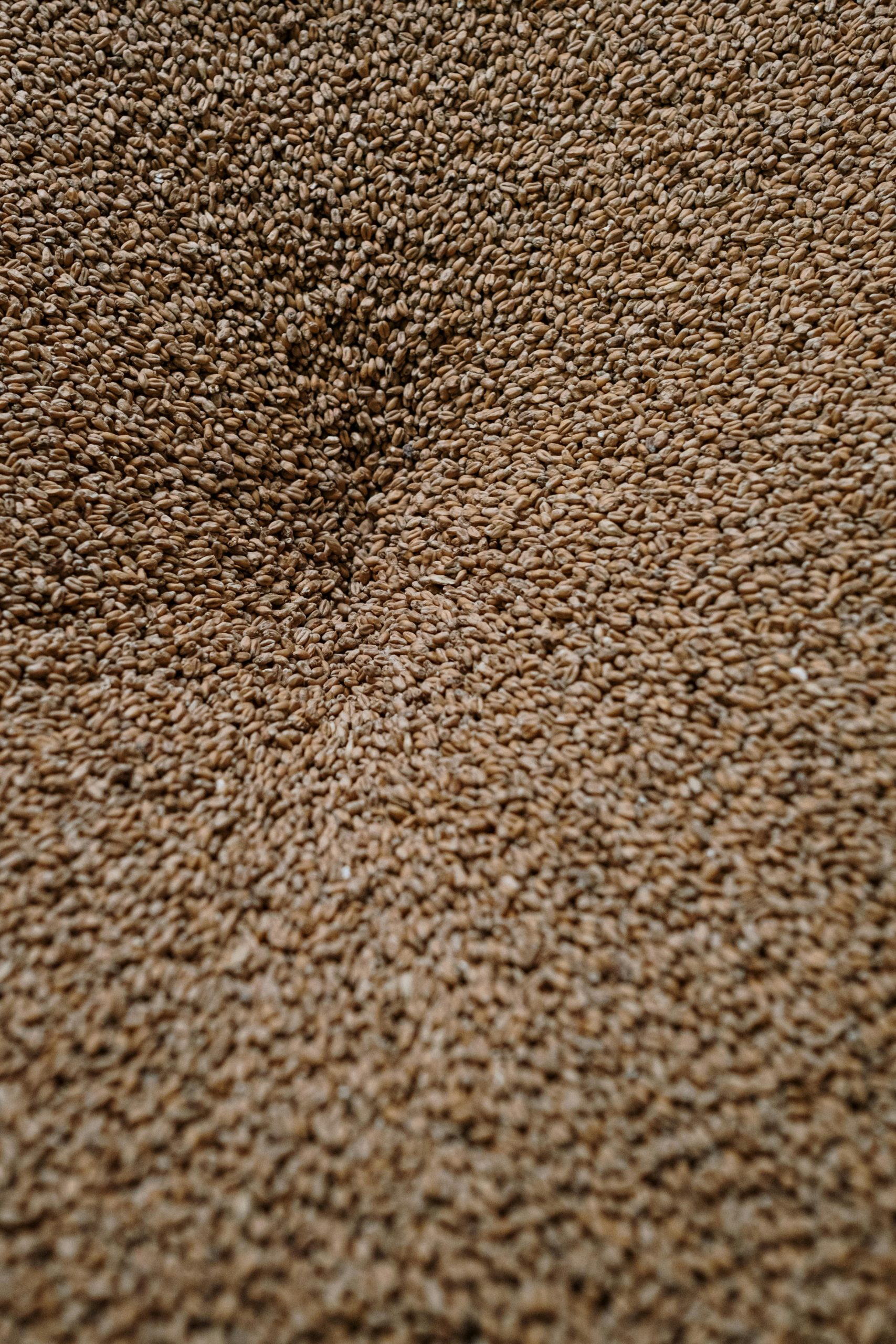 Carlsberg-Heineken’s new barley strain patents promt petition to end patenting beer ingredients