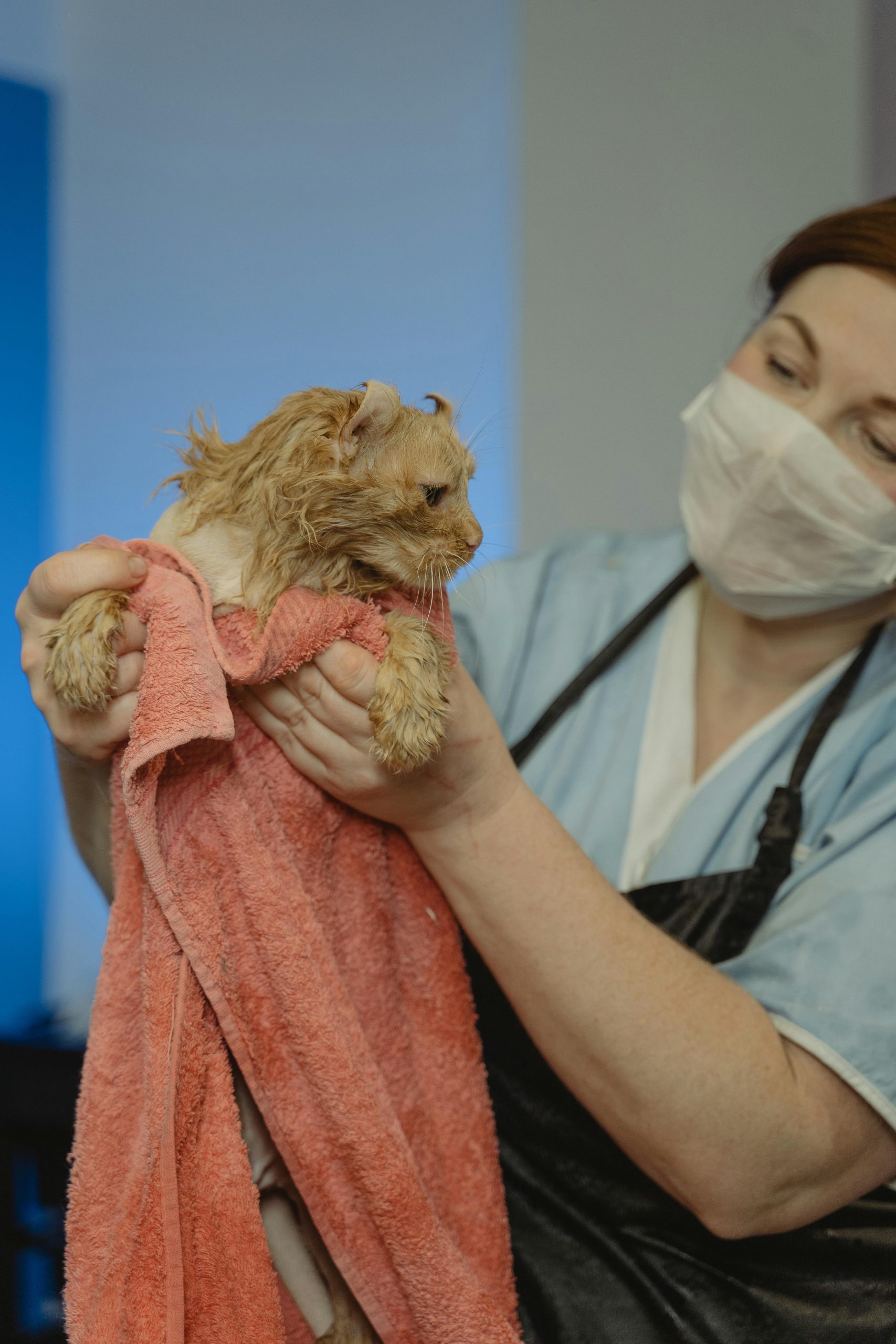 Cats are being used by brewers